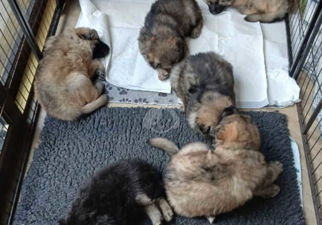 German shepherd puppies for sale in Sutton Coldfield, West Midlands