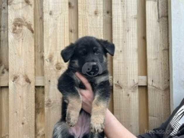 German shepherd puppies for sale in York, Lancashire