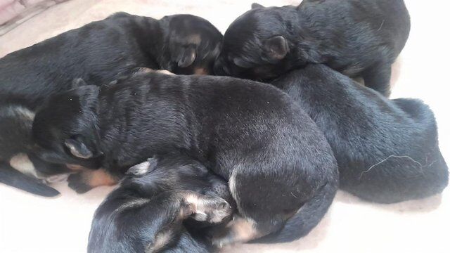 german shepherd puppies, from health tested parent for sale in Stoke-on-Trent, Staffordshire - Image 2