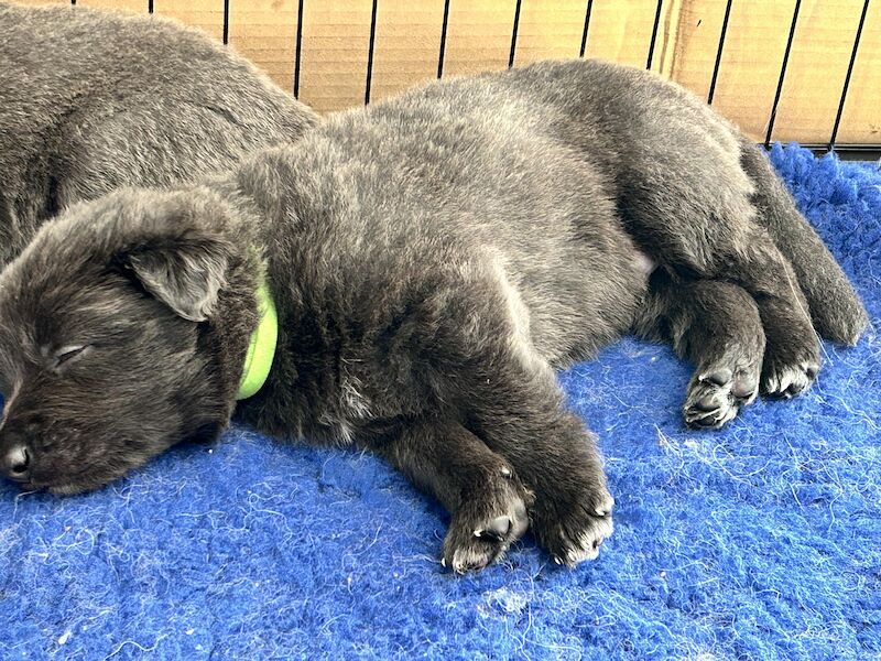 German Shepherd puppies health tested for sale in Honiton, Devon - Image 8