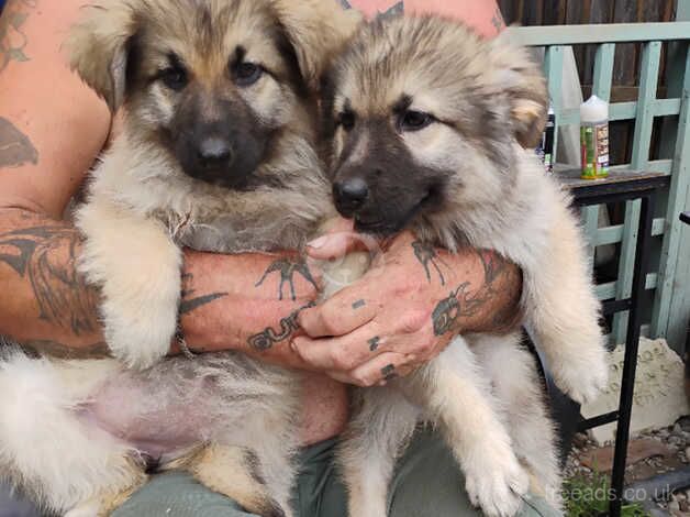 German shepherd puppies for sale in Abingdon, Oxfordshire - Image 1