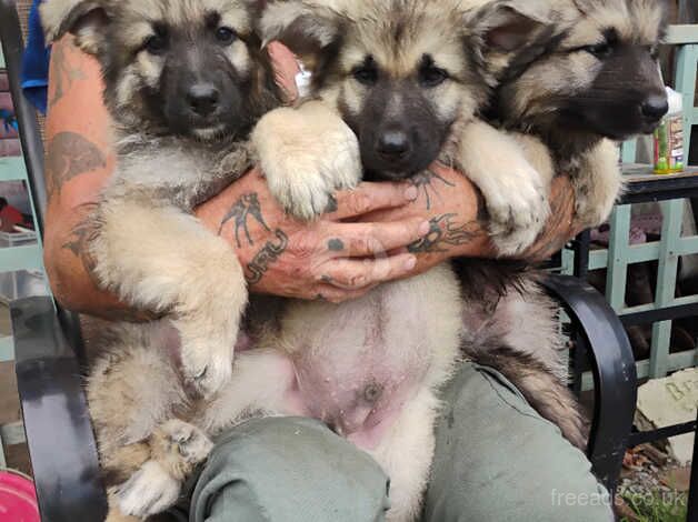 German shepherd puppies for sale in Abingdon, Oxfordshire - Image 3