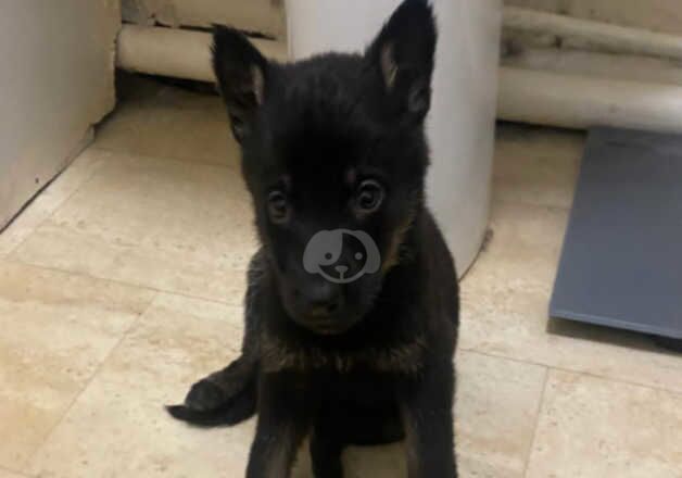 German shepherd puppies for sale in Newcastle upon Tyne, Tyne and Wear