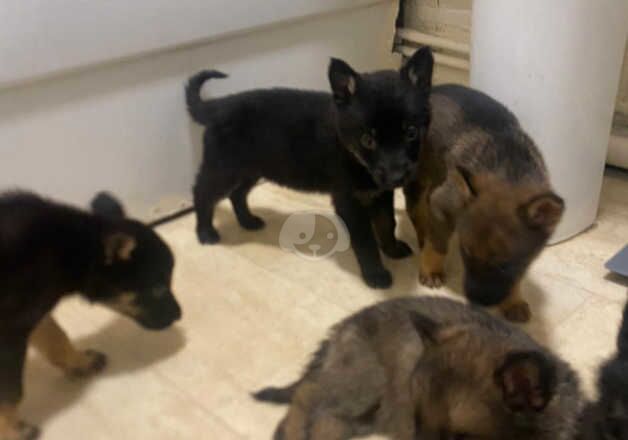 German Shepherds for sale in Newcastle upon Tyne, Tyne and Wear