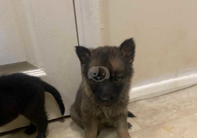 German Shepherd Puppies for sale in Tyne and Wear