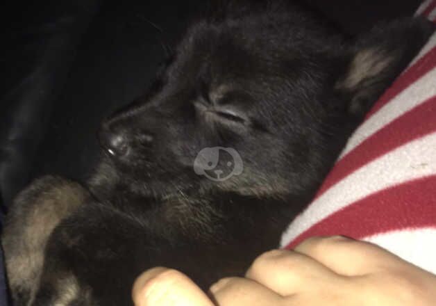 German shepherd puppies for sale in Newcastle upon Tyne, Tyne and Wear - Image 5