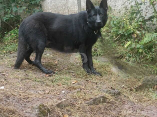 German shepherd puppies for sale in Birmingham, West Midlands - Image 2