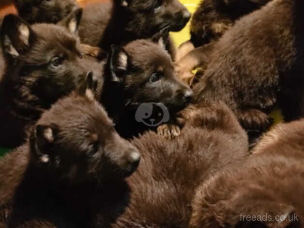 German Shepherd Puppies for sale in West Midlands