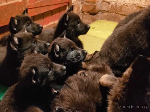 German Shepherd Puppies for sale