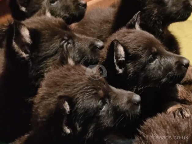 German shepherd puppies for sale in Birmingham, West Midlands - Image 5