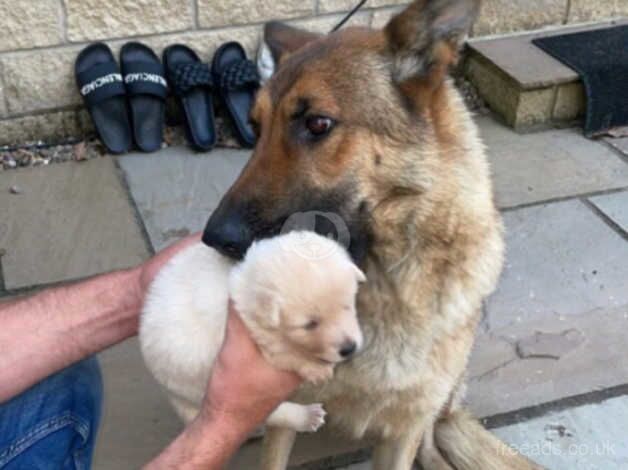 German shepherd puppies for sale in Bradford, West Yorkshire