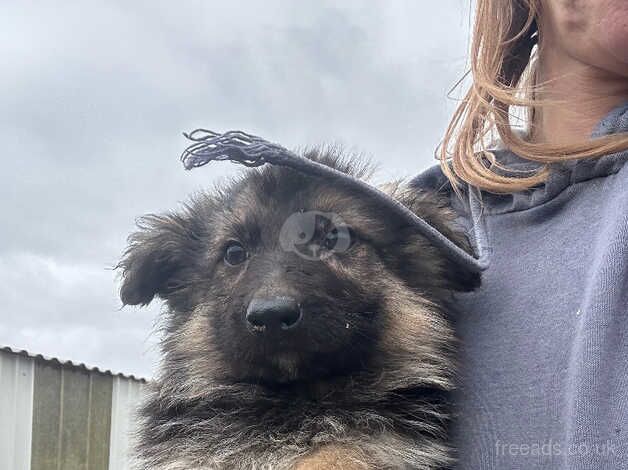 German shepherd puppies for sale in Bridgnorth, Shropshire