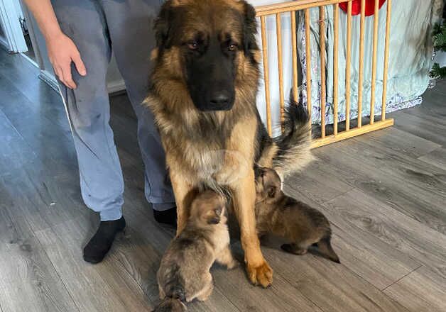 German Shepherds for sale in Brierley Hill, West Midlands