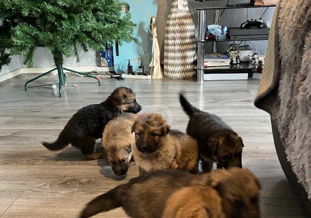 German Shepherd Puppies for sale in West Midlands