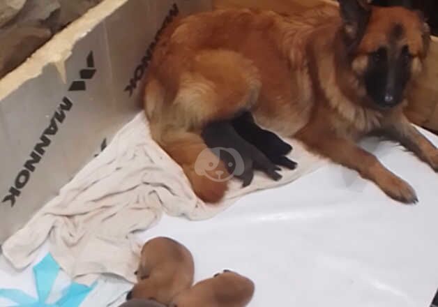 German shepherd puppies for sale in Callander, Stirling