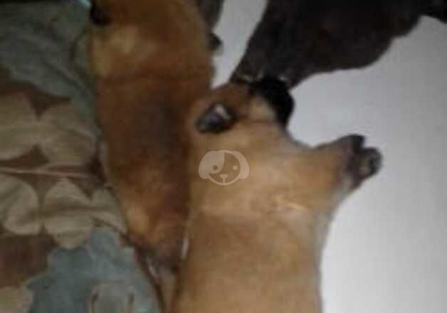 KC Registered German Shepherd Puppies for sale in Stirling