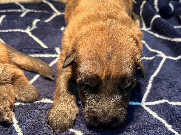 German shepherd puppies for sale in Camborne, Cornwall - Image 2