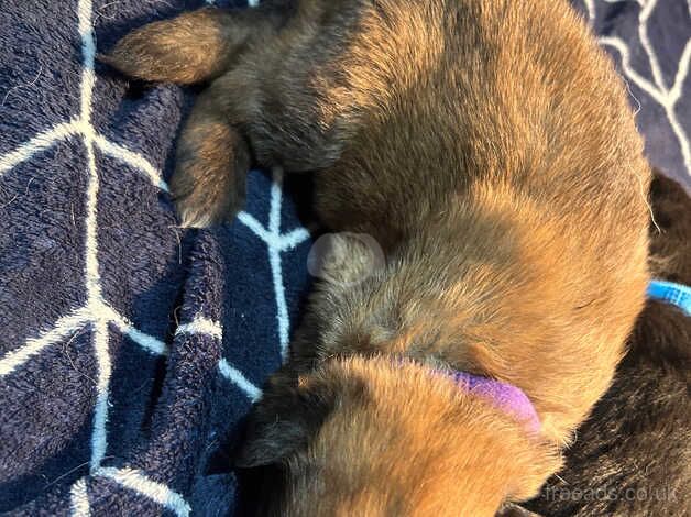 German shepherd puppies for sale in Camborne, Cornwall - Image 4