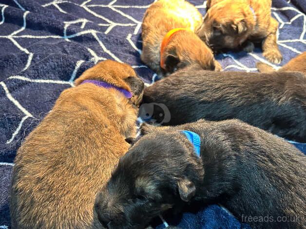 German shepherd puppies for sale in Camborne, Cornwall - Image 5