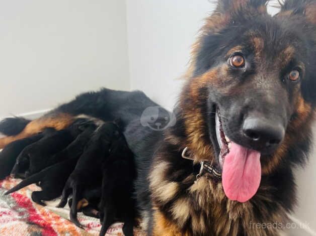 German shepherd puppies for sale in Chichester, West Sussex