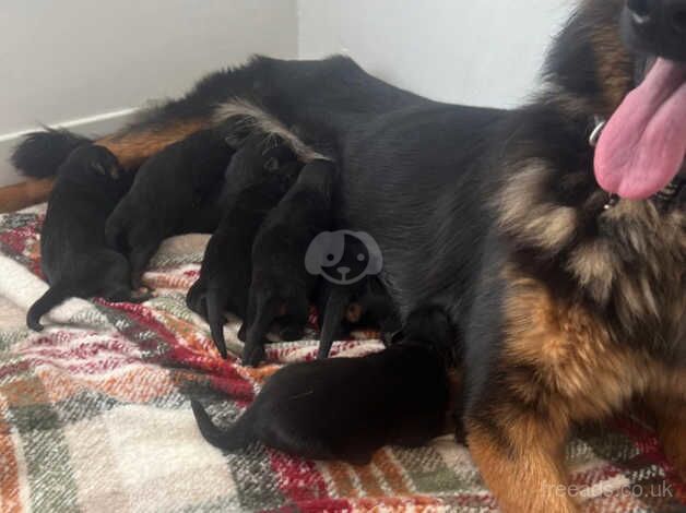 German Shepherd Puppies for sale in West Sussex