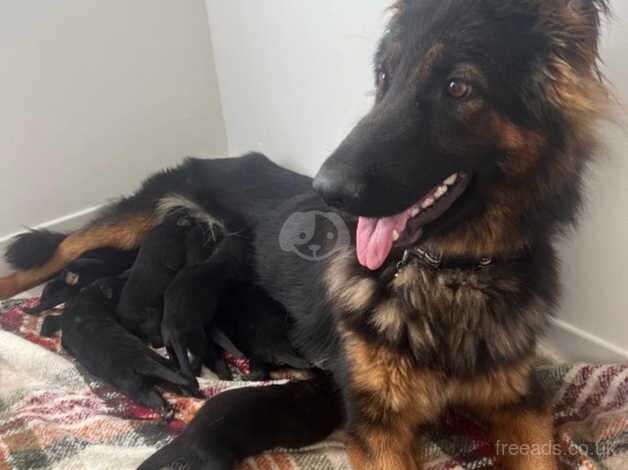 German Shepherd Puppies for sale