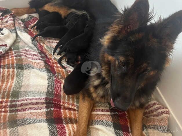 German shepherd puppies for sale in Chichester, West Sussex - Image 5