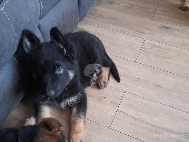 German shepherd puppies. for sale in Choppington, Northumberland - Image 1