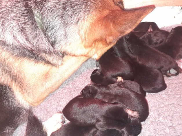 German shepherd puppies. for sale in Choppington, Northumberland - Image 2