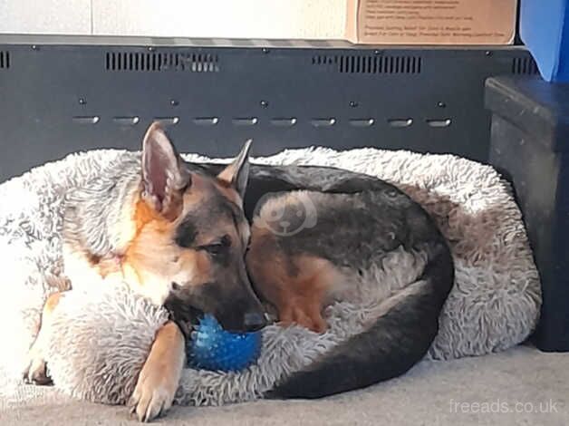 German shepherd puppies. for sale in Choppington, Northumberland - Image 3