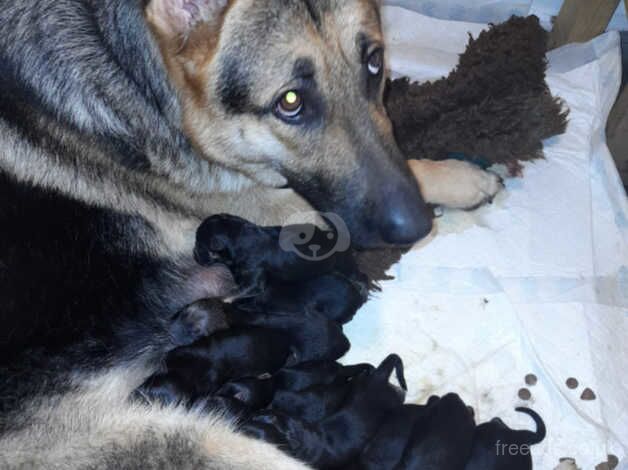 German shepherd puppies. for sale in Choppington, Northumberland - Image 4