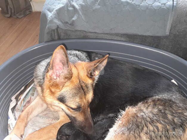 German shepherd puppies. for sale in Choppington, Northumberland - Image 5