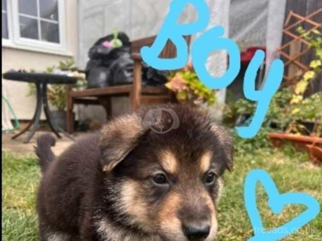 German Shepherd Puppies for sale in Colchester, Essex