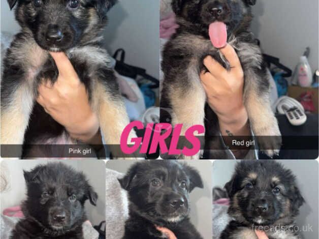 German shepherd puppies for sale in Coventry, West Midlands