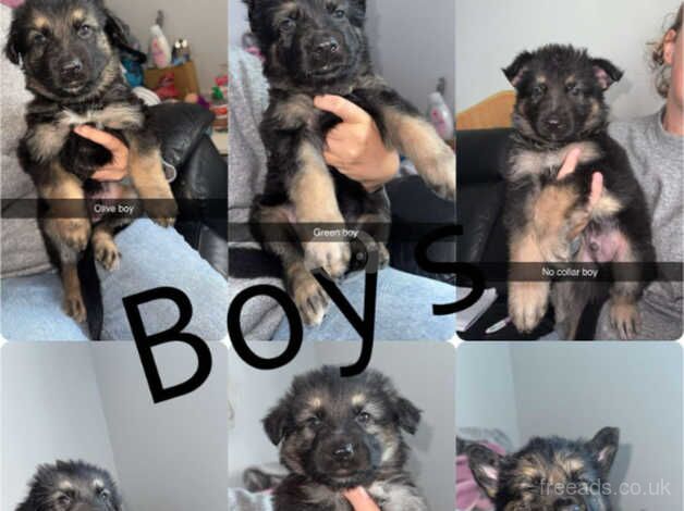 German Shepherd Puppies for sale in West Midlands