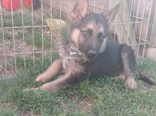 German shepherd puppies for sale in Dereham, Norfolk