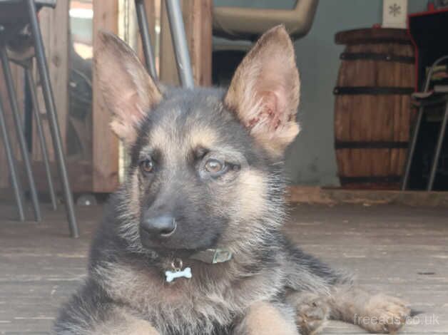 German shepherd puppies for sale in Dereham, Norfolk - Image 2