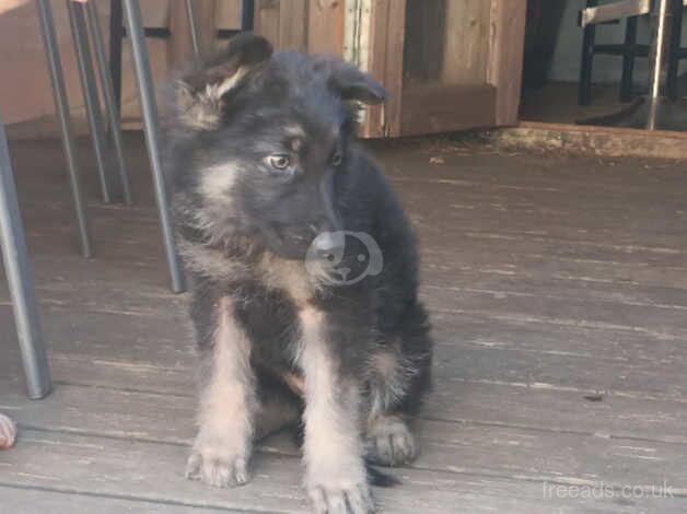 German shepherd puppies for sale in Dereham, Norfolk - Image 3