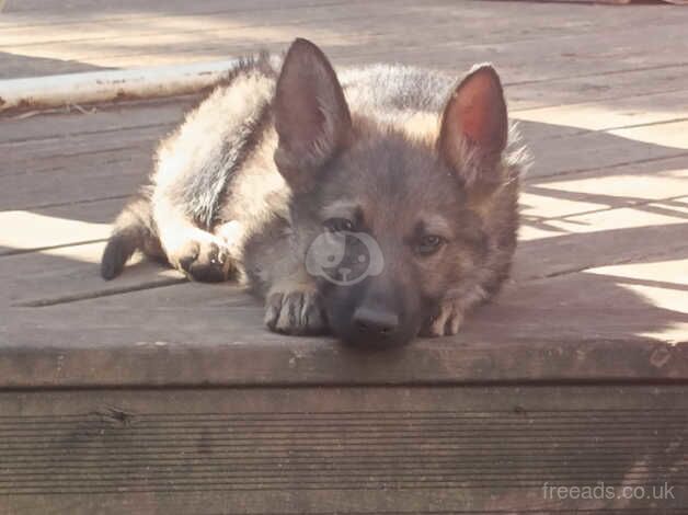 German shepherd puppies for sale in Dereham, Norfolk - Image 4