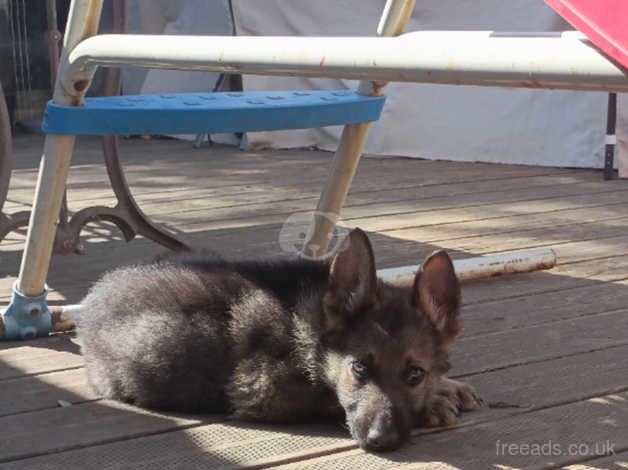 German shepherd puppies for sale in Dereham, Norfolk - Image 5