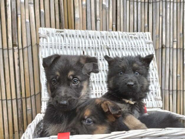 German shepherd puppies for sale in Dereham, Norfolk