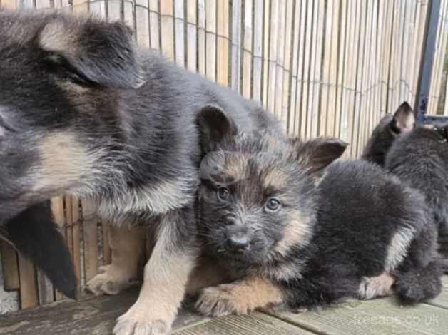 German Shepherds for sale in Dereham, Norfolk