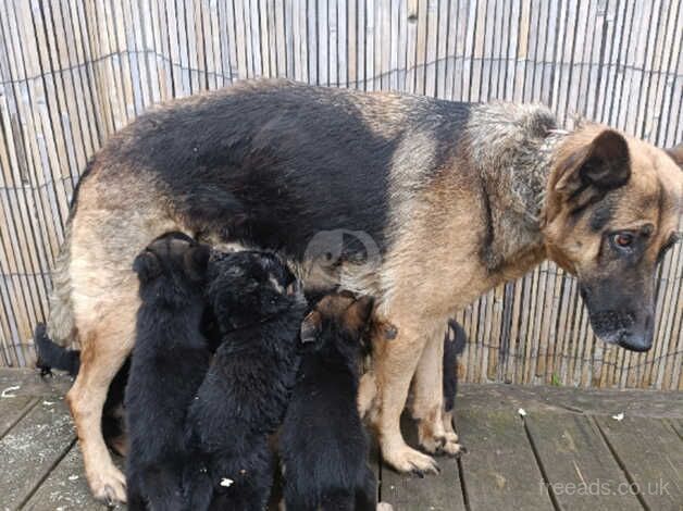 German Shepherd Puppies for sale in Norfolk