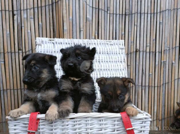 German Shepherd Puppies for sale