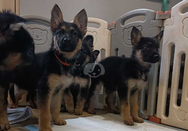 German Shepherds for sale in Dereham, Norfolk