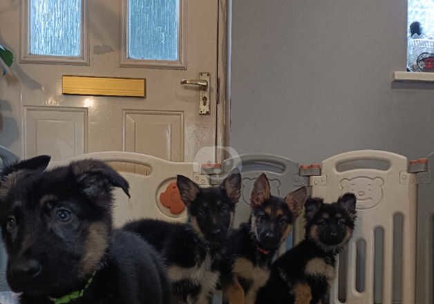 German Shepherd Puppies for sale in Norfolk