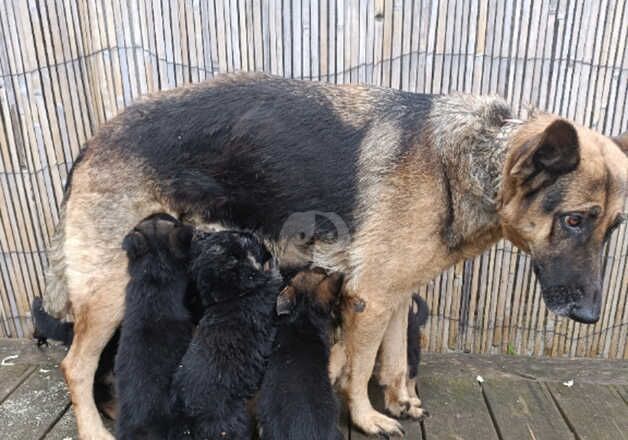 German shepherd puppies for sale in Dereham, Norfolk - Image 5