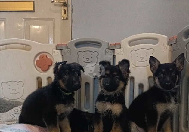 German shepherd puppies for sale in Dereham, Norfolk