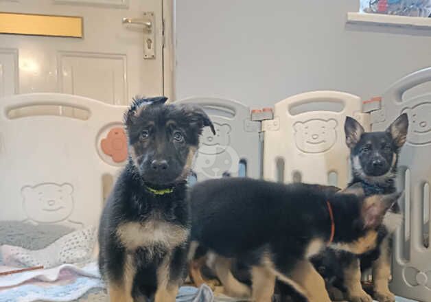 German Shepherds for sale in Dereham, Norfolk