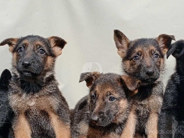 Purebred German Shepherd Pups for sale in Enniskillen, Fermanagh - Image 1